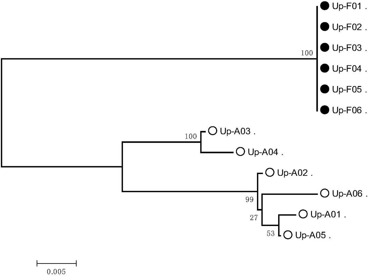 Mitochondria molecular marker primer of enteromorpha population and application thereof