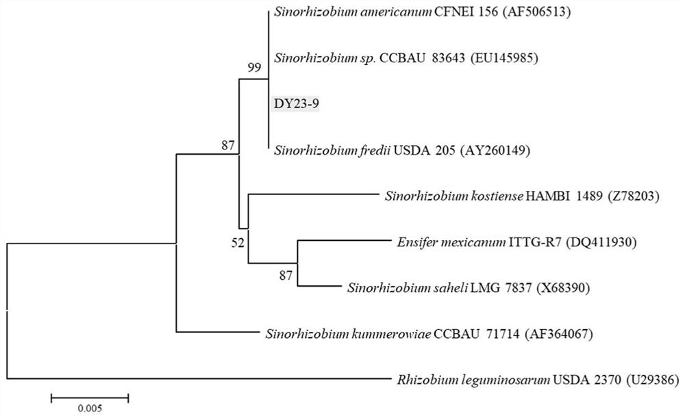 Rhizobium japonicum and application thereof