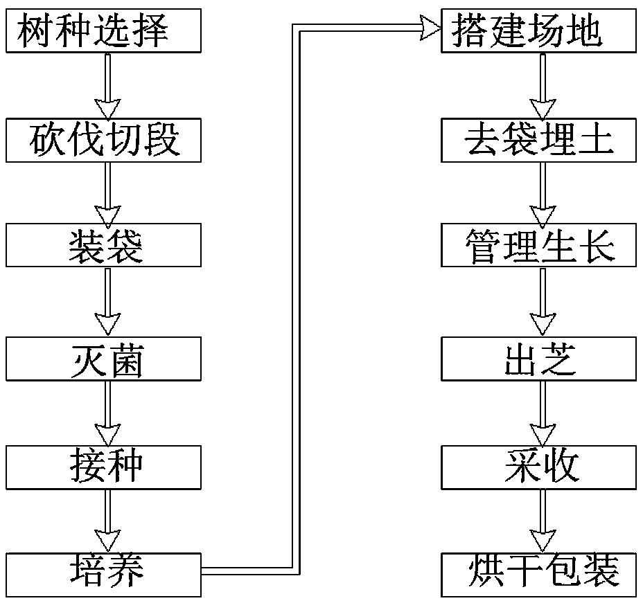 Ganoderma lucidum cultivation method