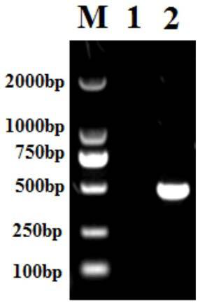 A kind of protein for enhancing immune effect of pig vaccine and its application