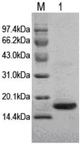 A kind of protein for enhancing immune effect of pig vaccine and its application