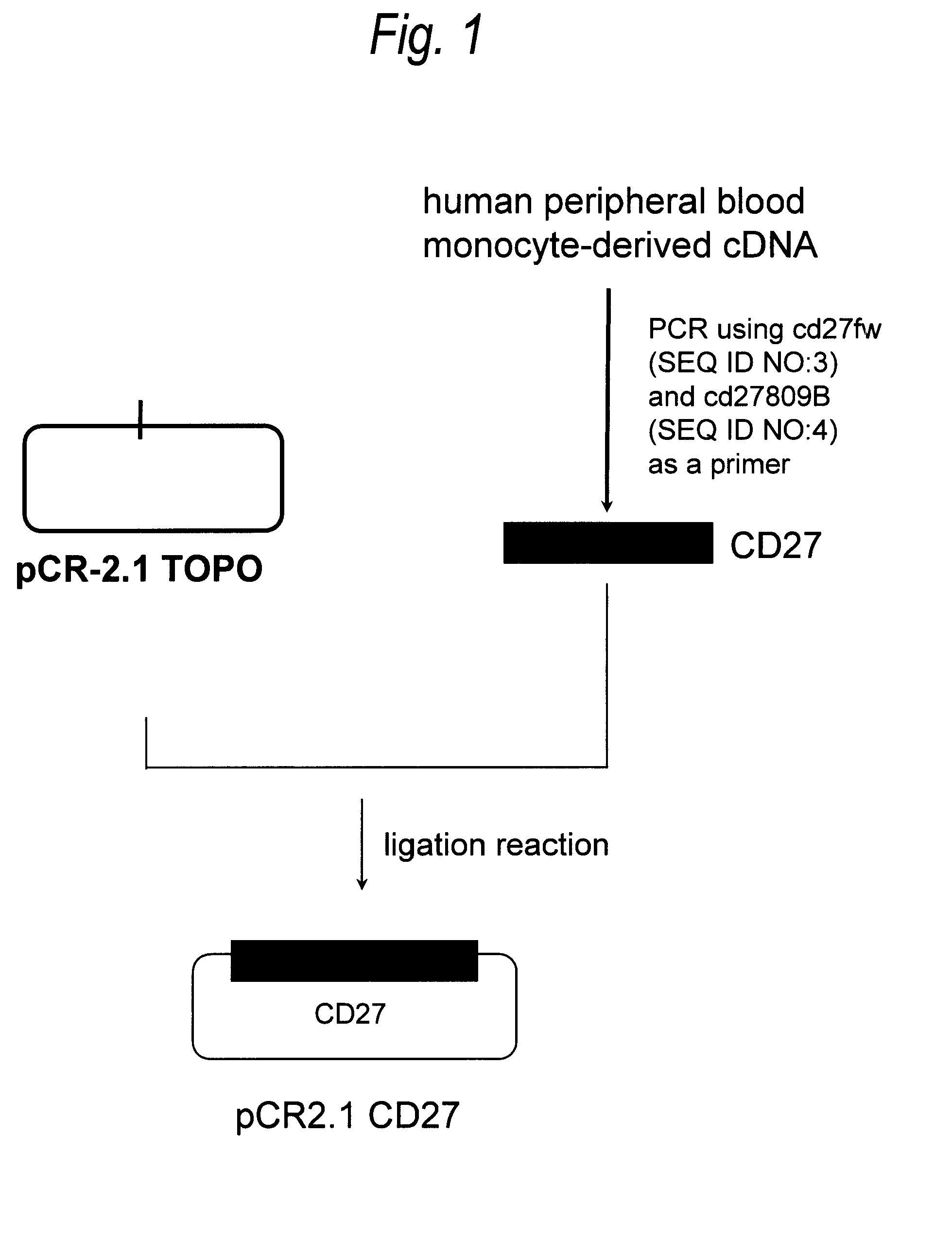 Anti-cd27 antibody