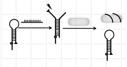 A method for the detection of Pseudomonas aeruginosa based on aptamer fluorescence sensing