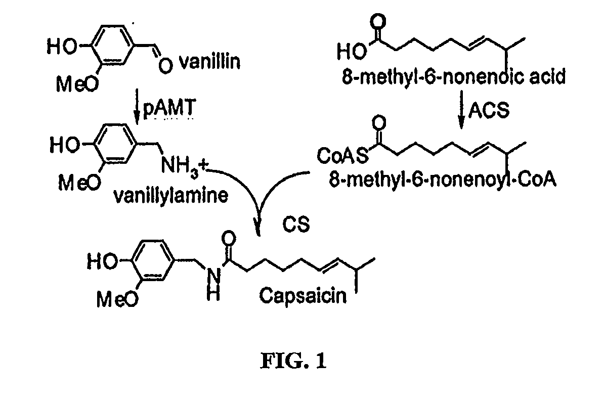Methods of using acyl-coa synthetase for biosynthetic production of acyl-coas