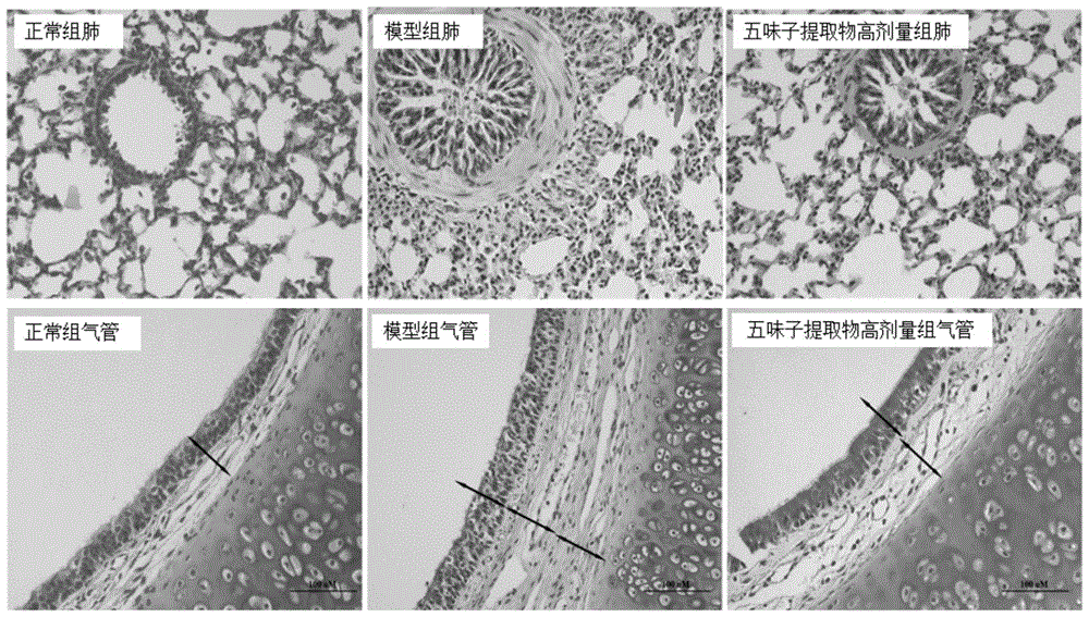 Schisandra extract for treating cough and alleviating airway inflammation, its preparation method and application