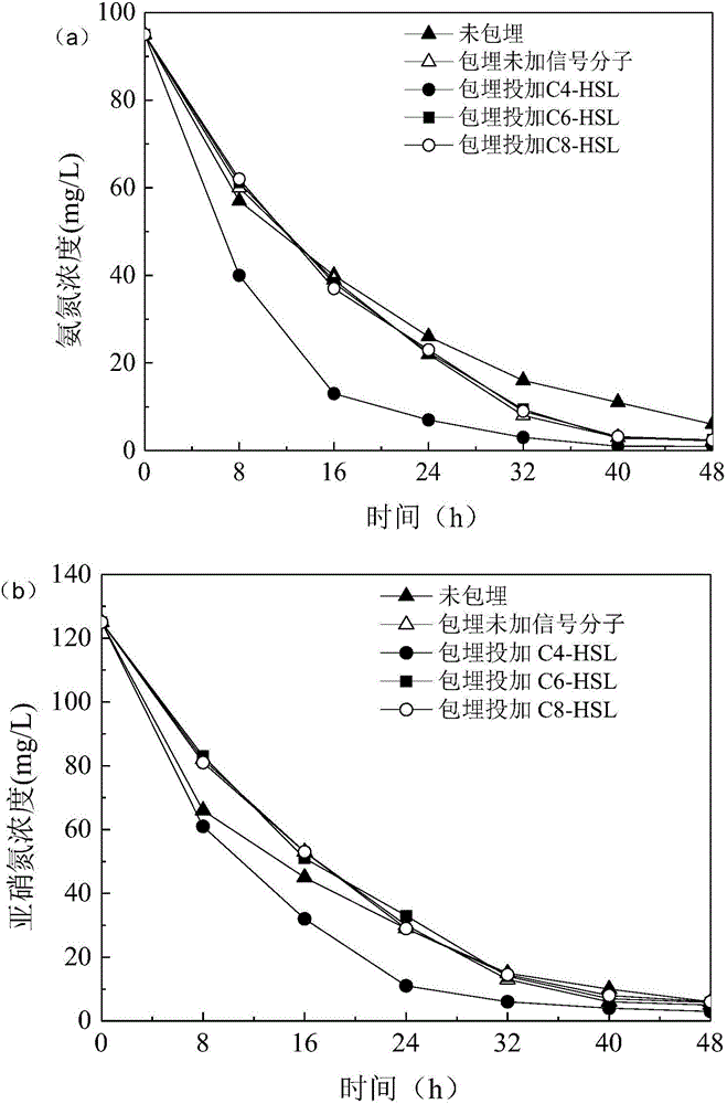 Method for improving activity of anaerobic ammonium oxidation embedded particles