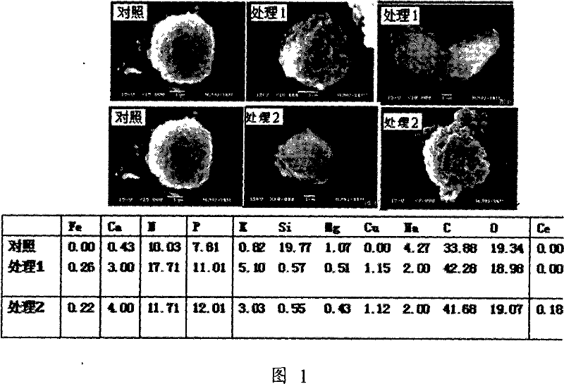 Sulfate or sulfite light rare earth plant growth regulator and the method for preparing the same