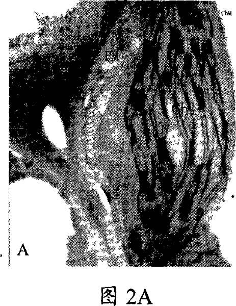 Sulfate or sulfite light rare earth plant growth regulator and the method for preparing the same