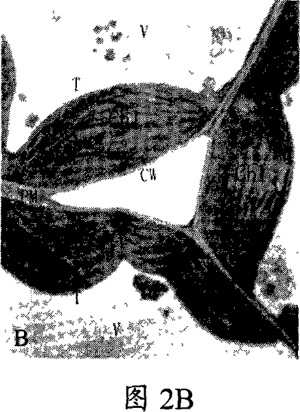 Sulfate or sulfite light rare earth plant growth regulator and the method for preparing the same