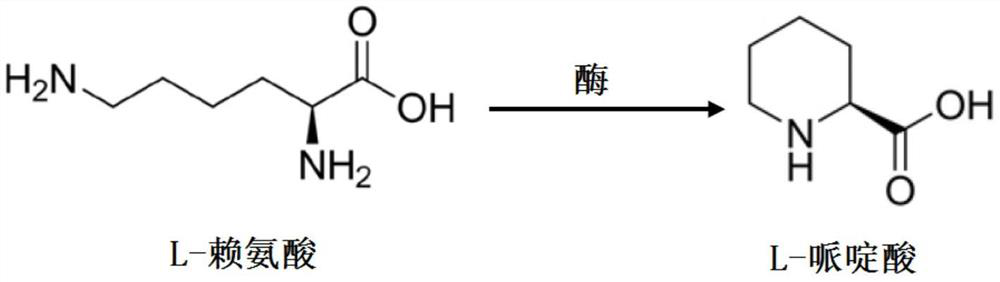 Method for catalytically synthesizing L-piperidine acid by using ornithine cyclization deaminase