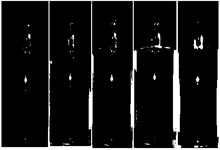 A method for preparing colloidal magnetic response photonic crystals by polymer emulsification method