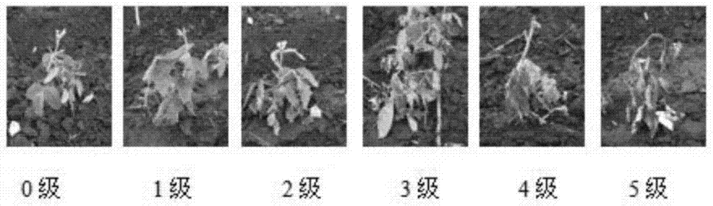 A method for breeding new germplasm with resistance/resistance to glyphosate using wild soybean