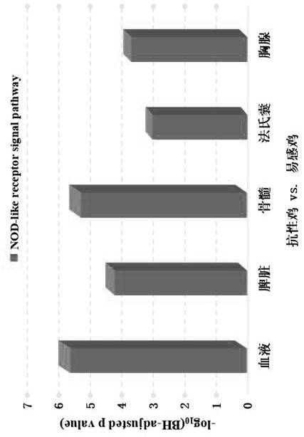 NLR signal path related to anti-avian pathogenic escherichia coli and application thereof