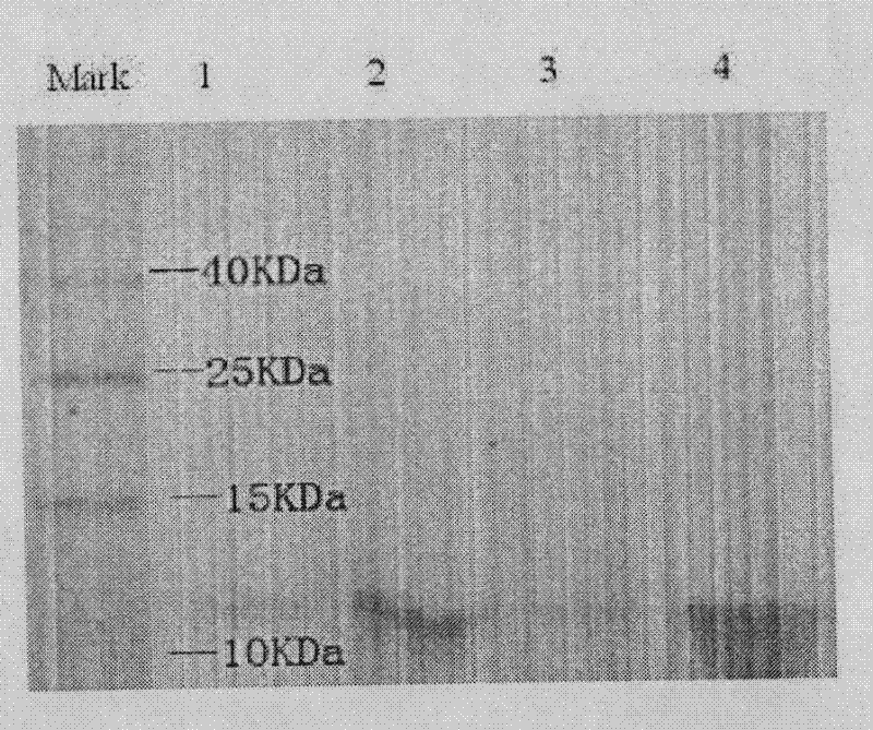 Fusion tagging protein for nonchromatographic sepration of target protein and coding gene and preparation method thereof