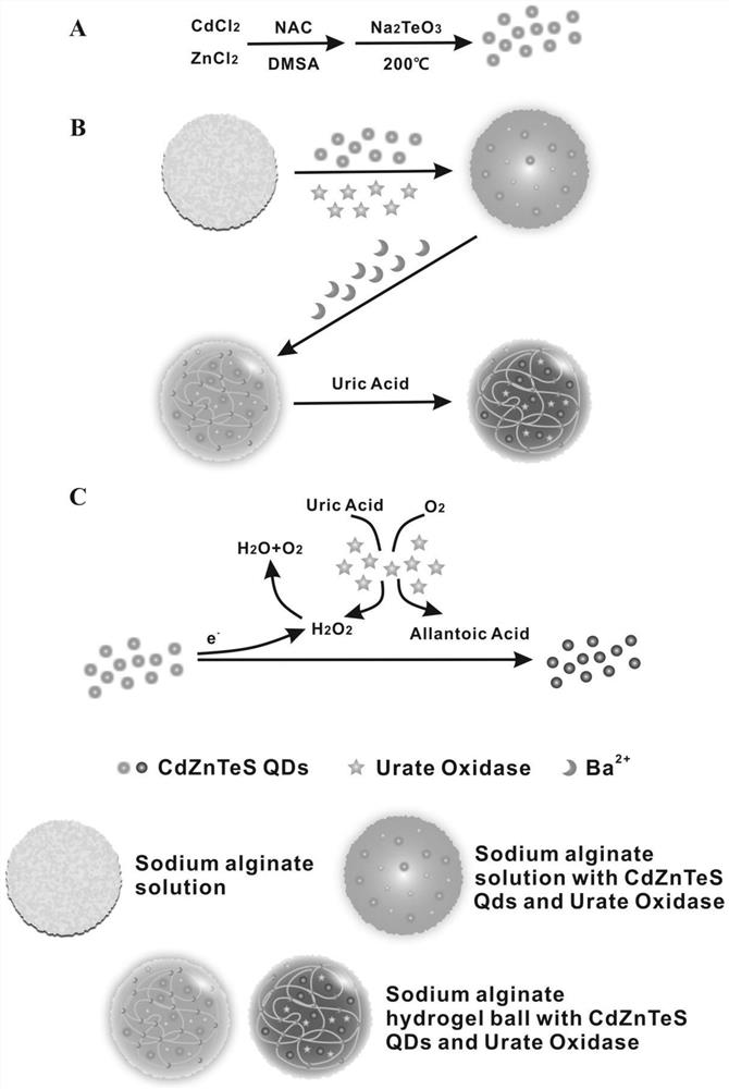 A sodium alginate gel microsphere embedded with quantum dots and enzymes, its preparation method and its application in biochemical detection