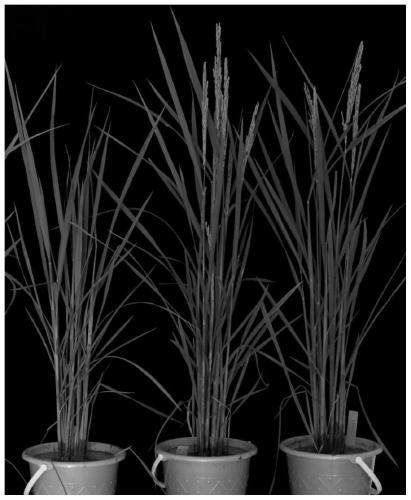 Method and kit for promoting flowering time of rice and mutation genotypes