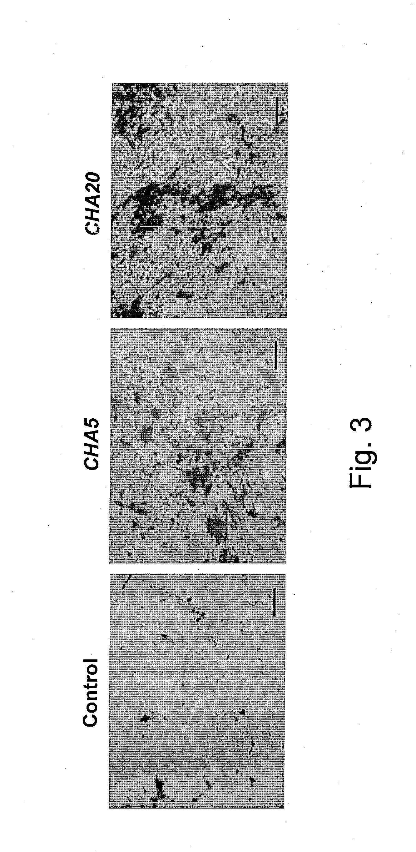 Method for preserving proliferation and differentiation potential of undiffrentiated cells