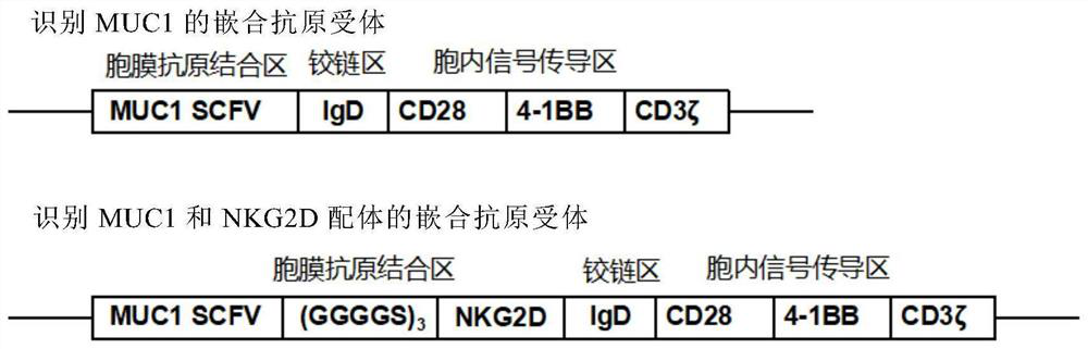 Chimeric Antigen Receptor Expressed on the Surface of T Lymphocytes and Its Application