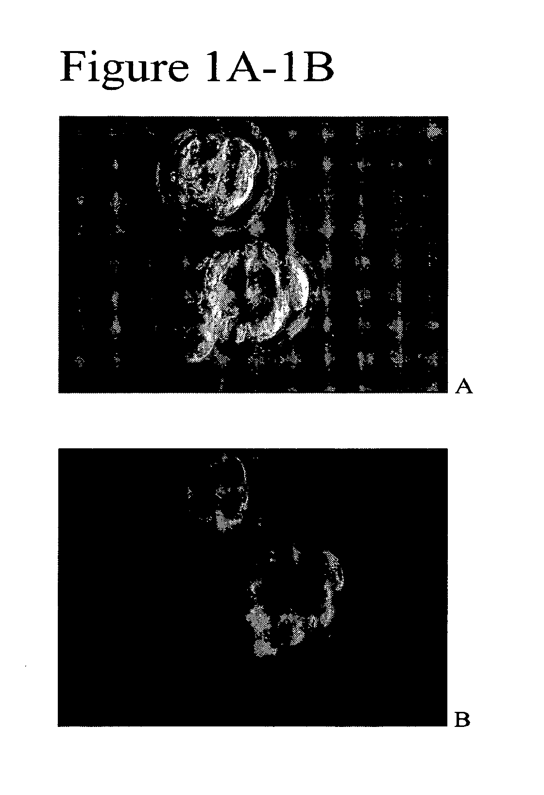 Highly efficient methods for reprogramming differentiated cells and for generating animals and embryonic stem cells from reprogrammed cells