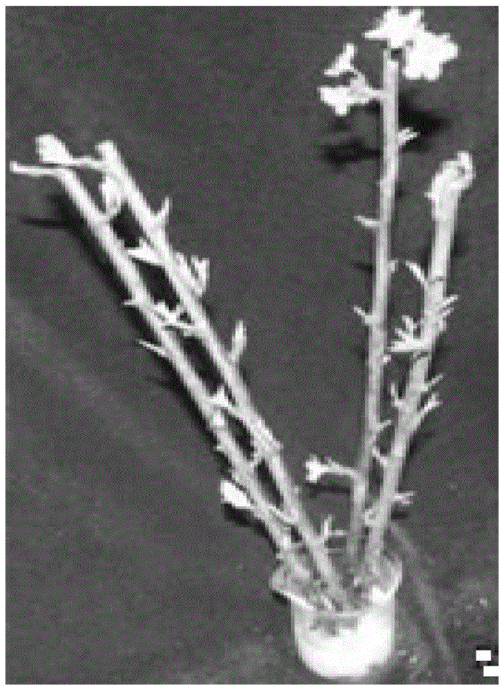 Actinomycetes with broad-spectrum antibacterial activity and screening method thereof