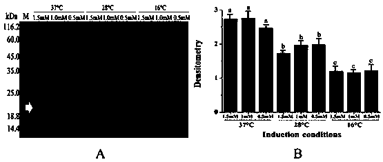 Recombinant serum amyloid A capable of enhancing immune response of crassostrea gigas, and preparation method thereof