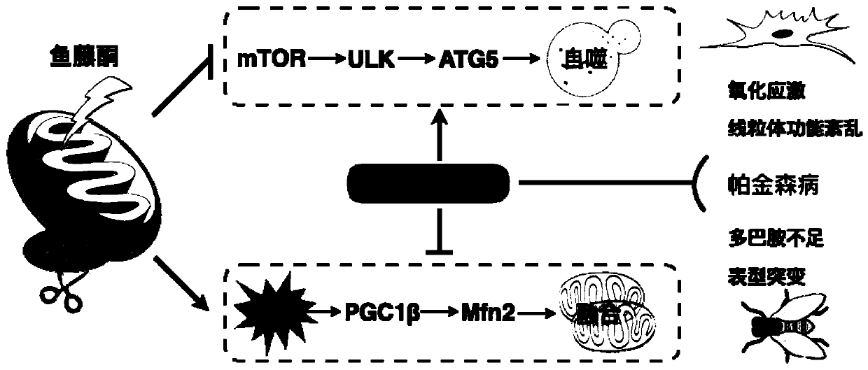 Application of polydatin in preparation of medicine for preventing and treating Parkinson's disease, and pharmaceutical composition