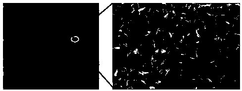 Preparation method of superhydrophobic and super-lipophilic oil-water separation mesh membrane based on tannic acid modification