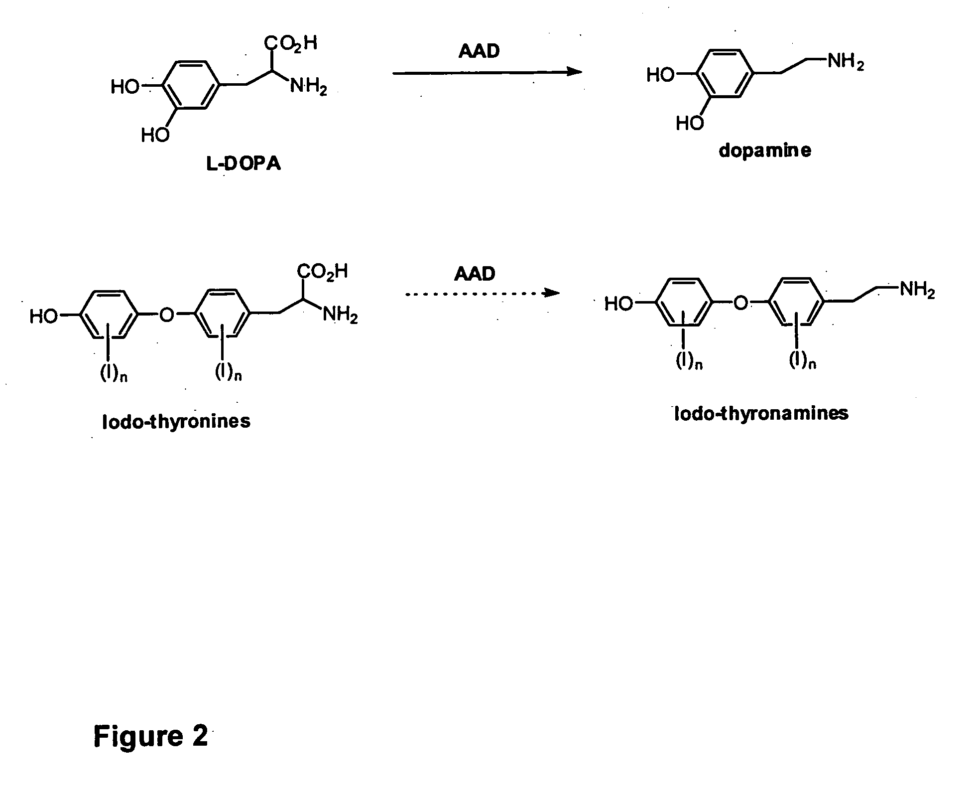 Thyronamine derivatives and analogs and methods of use thereof