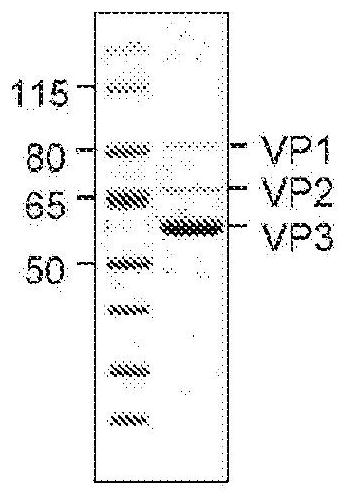Novel adeno-associated virus (AAV) vectors, aav vectors having reduced capsid deamidation and uses therefor