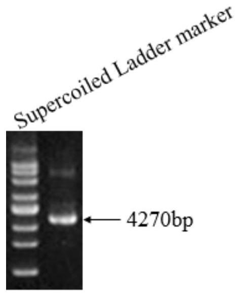 A ps transposon system and its mediated gene transfer method