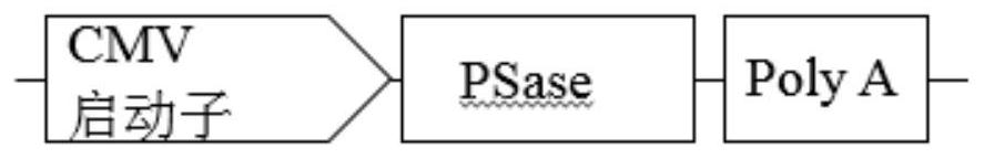 A ps transposon system and its mediated gene transfer method