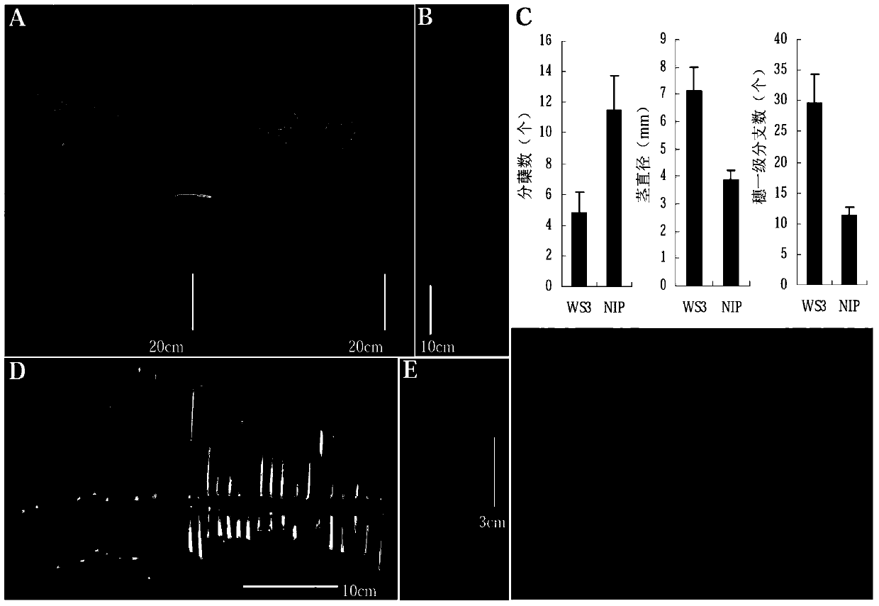 Genes Regulating Plant Architecture and Yield and Their Applications