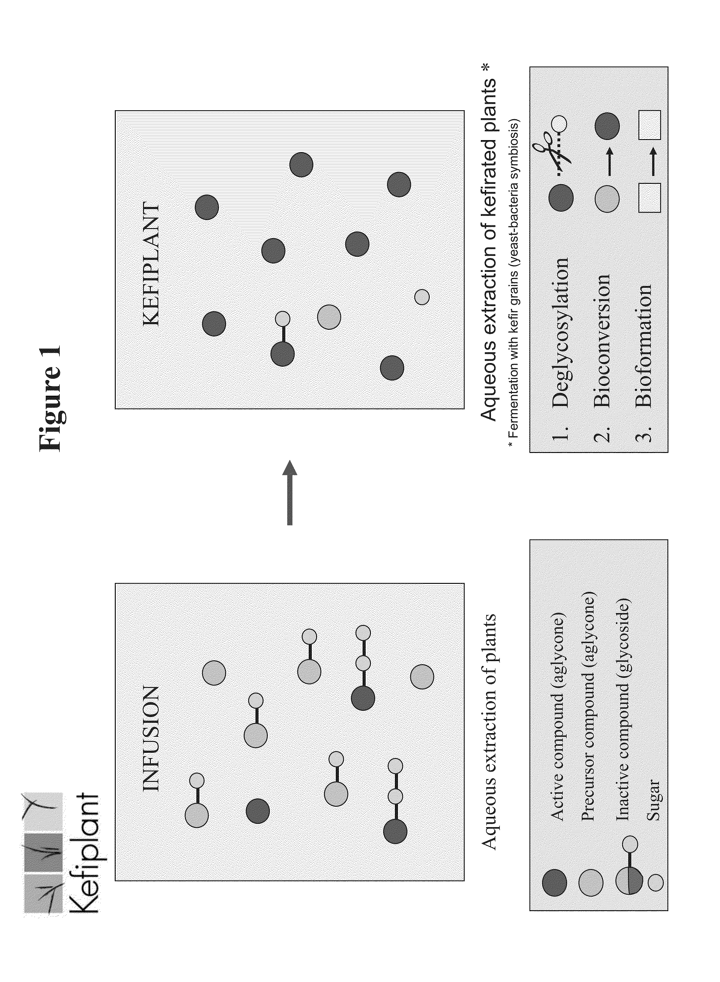 Fermented plant extracts, methods of production and uses