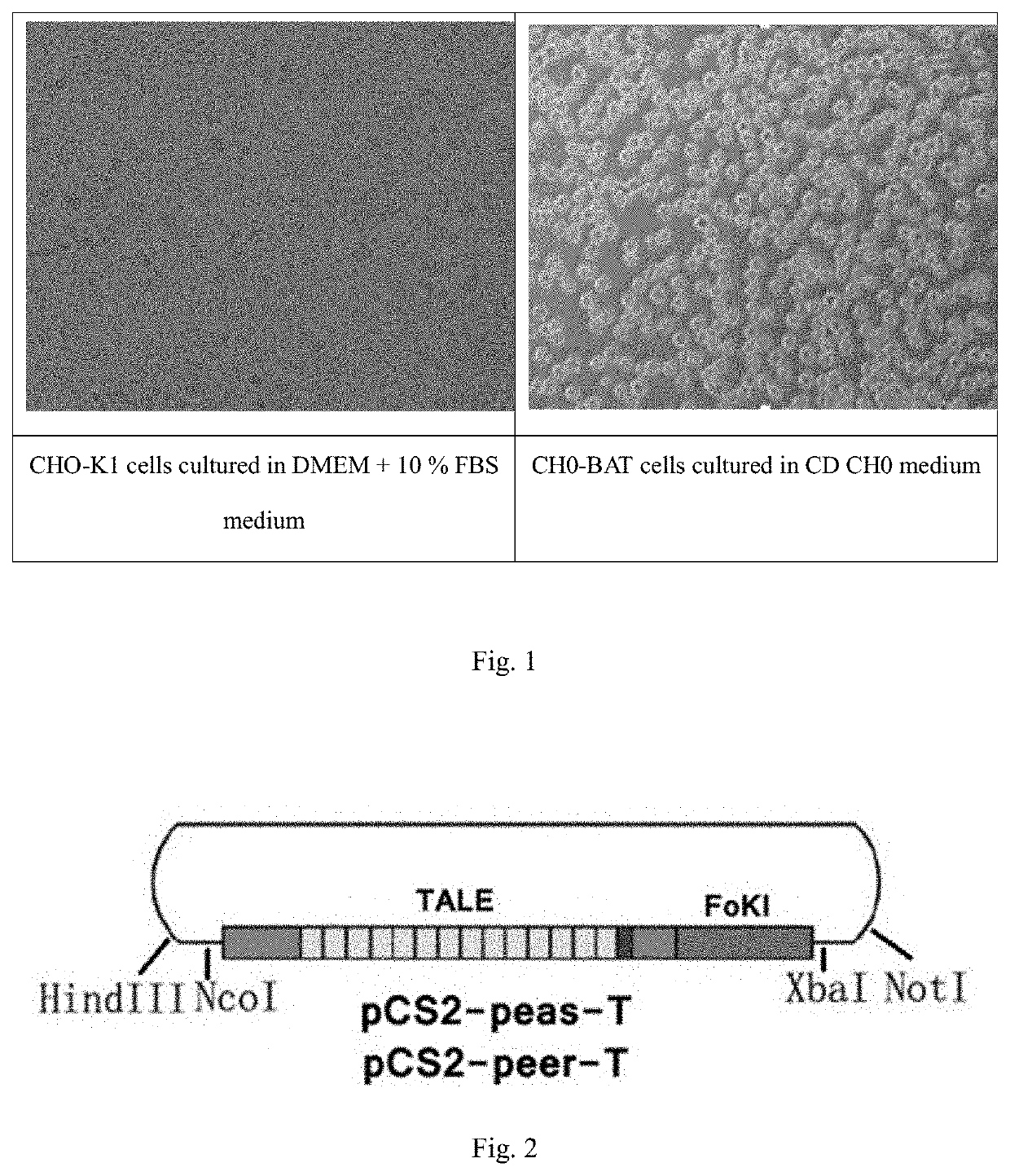 Recombinant antibody having unique glycan profile produced by cho host cell with edited genome and preparation method thereof