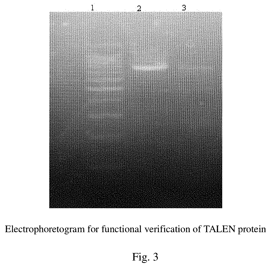 Recombinant antibody having unique glycan profile produced by cho host cell with edited genome and preparation method thereof