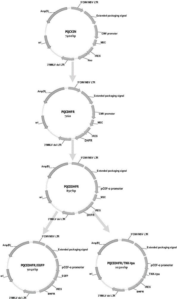 Recombinant retroviral vector and application thereof