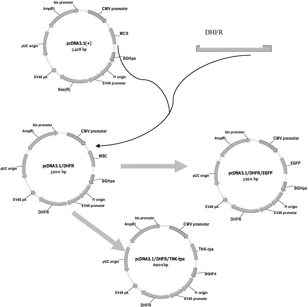 Recombinant retroviral vector and application thereof