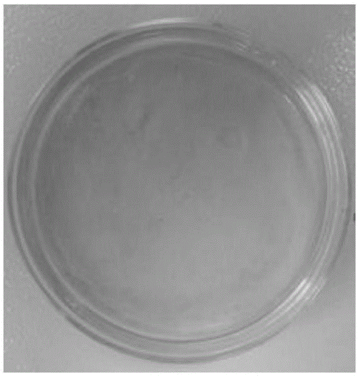 Method for preparing bacterial cellulose from soybean molasses