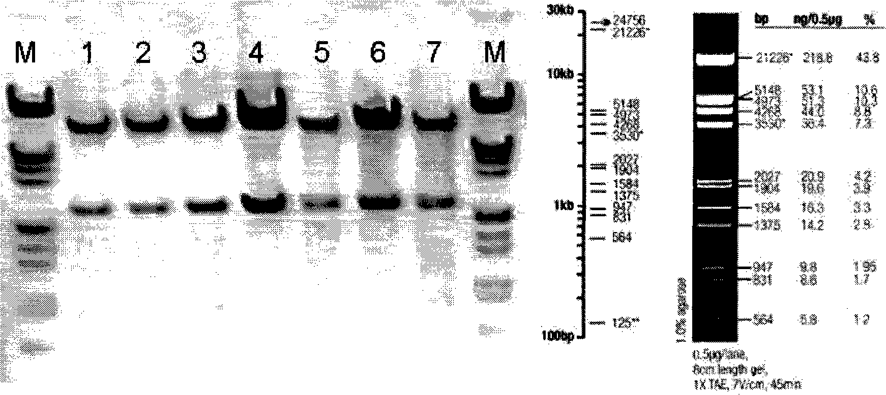 Single-chain fragment antibody-polypeptide amalgamation protein and uses thereof