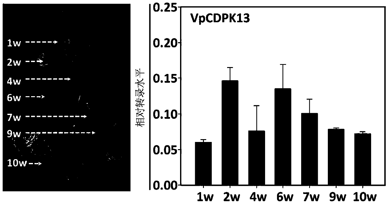 Powdery mildew resistant grape calcium dependent protein kinase gene VpCDPK13 and application thereof