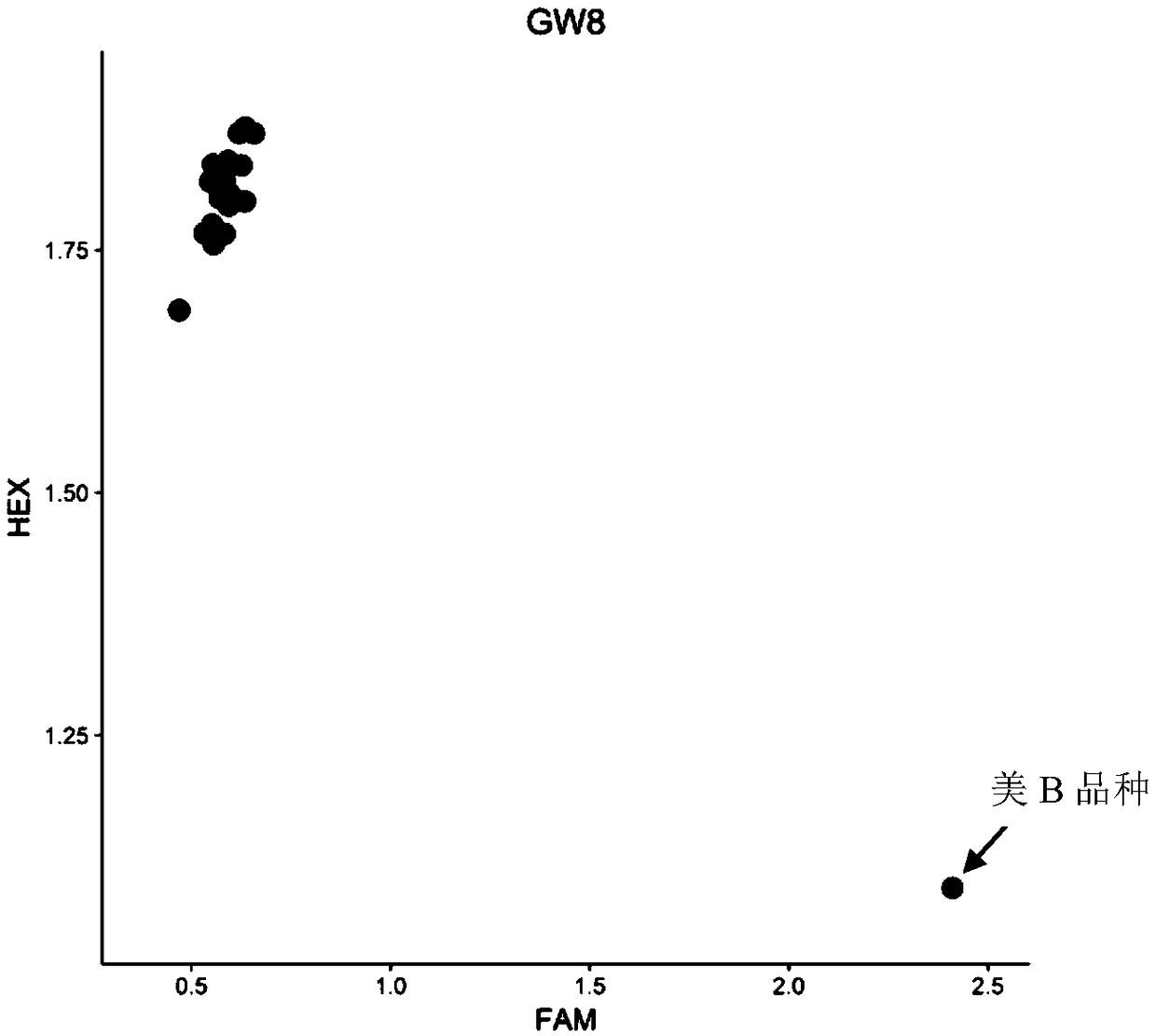 Fluorescent molecular marker of rice grain width regulatory gene GW8 and primers thereof