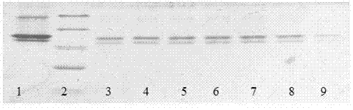 Preparation method of affinity chromatography purification tag-free genetic recombinant lamprey Lj-RGD3 protein
