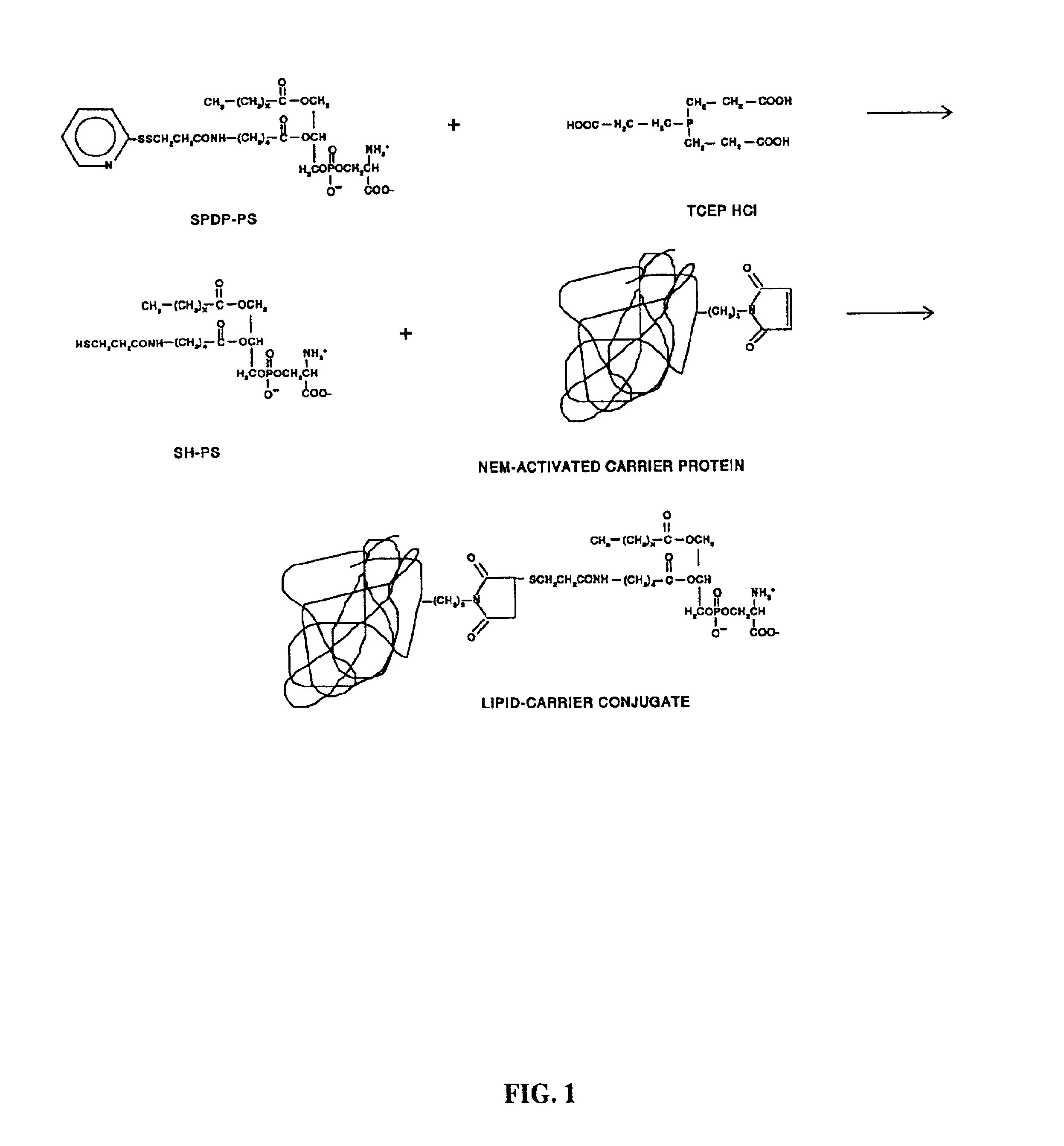Methods and compositions for inducing autoimmunity in the treatment of cancers