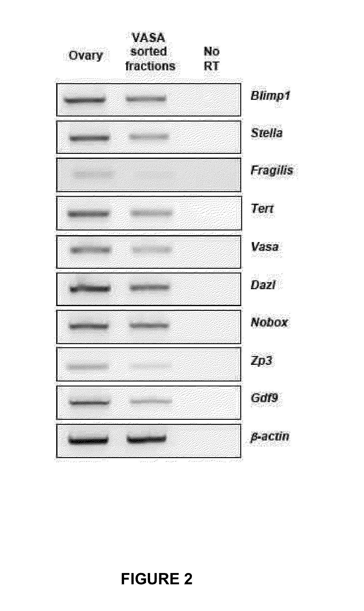 Compositions and methods for enhancing bioenergetic status in female germ cells