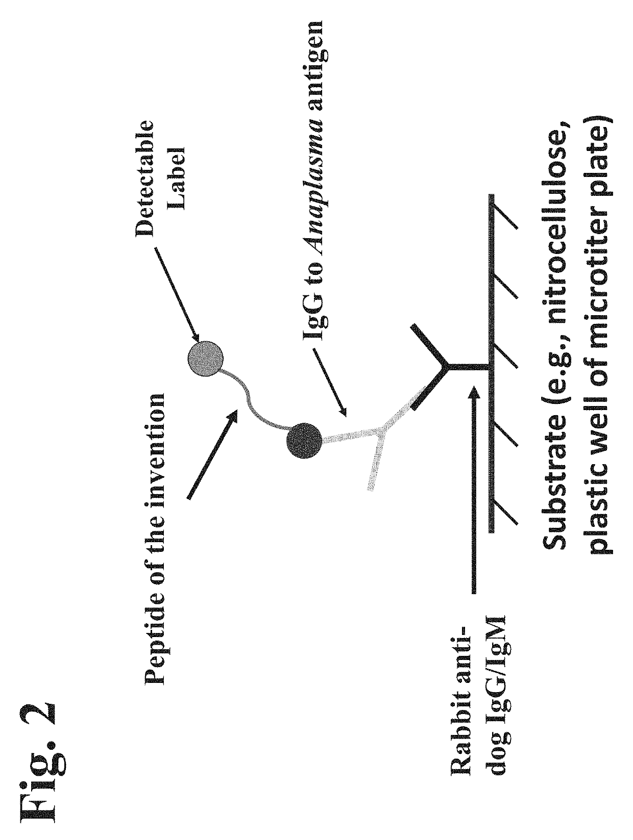 Peptides, devices, and methods for the detection of anaplasma antibodies