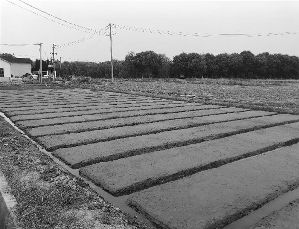 A method for cultivating rice machine-transplanted strong seedlings using substrate-type seedling trays