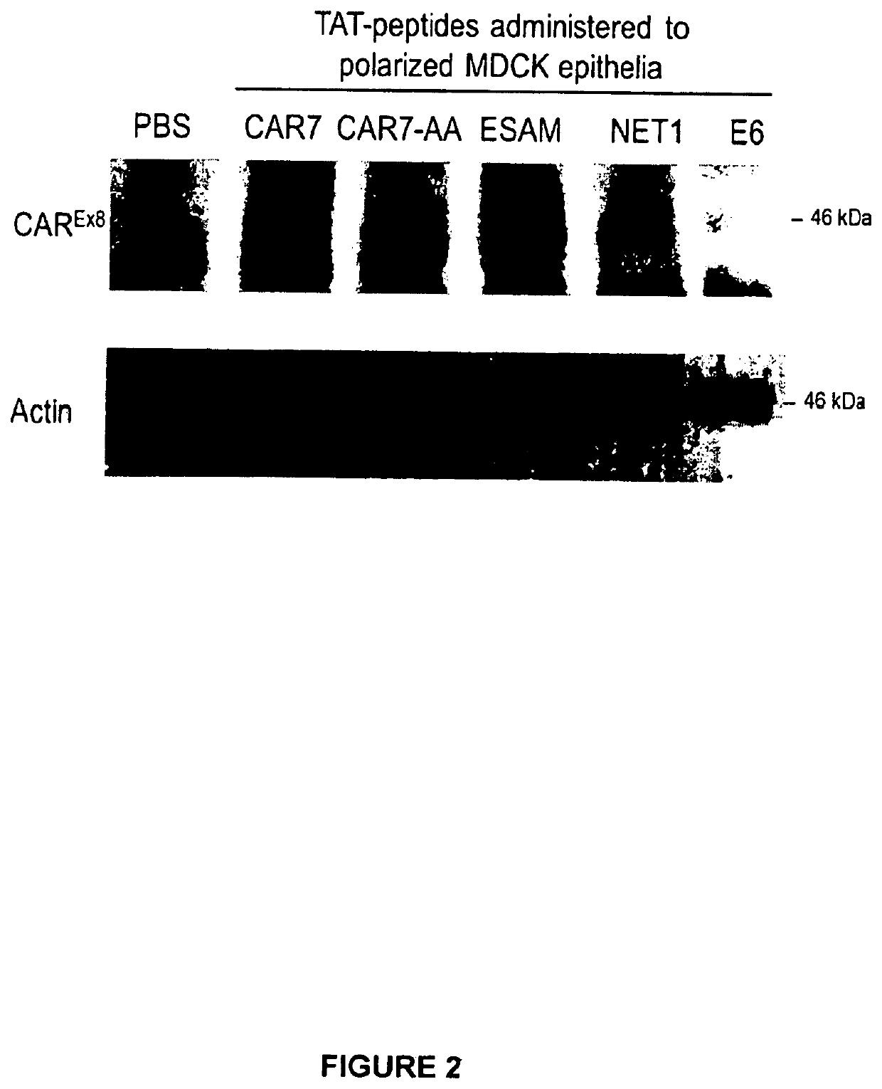 Peptide-based molecules for modulating car expression or accessibility and uses thereof