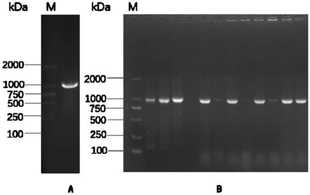 Hybridoma cell line 3g4 1D6, anti-GII.4 type norovirus P protein monoclonal antibody and application