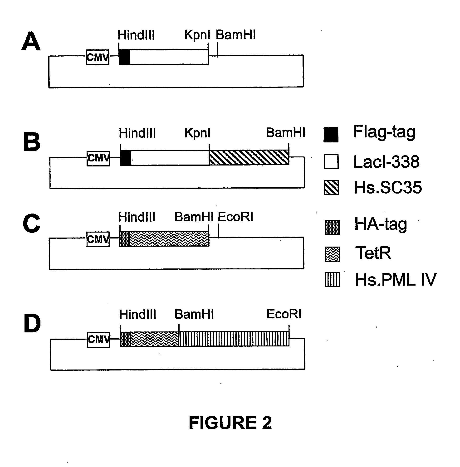 Method of in situ detection of proteins using aptamers