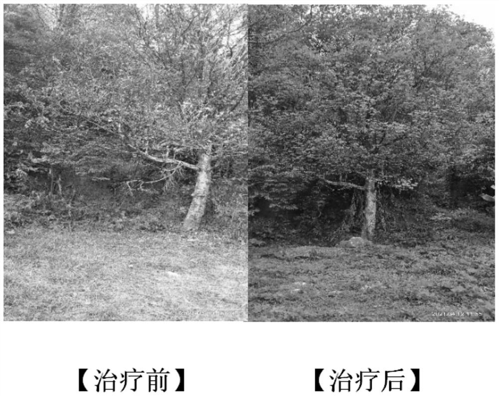 Method for preventing and treating illicium verum anthracnose by using nano antibacterial agent in combination with organisms